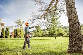 Best Tree and Shrub Care  in Morgan City, LA